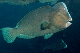 Sipadan_2015_Poisson perroquet a bosse_Bolbometopon muricatum_IMG_3064_rc